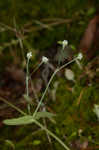 Palmer's cornsalad